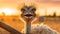 Vibrant Ostrich Portrait: Playful Expressions In Golden Light