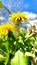 Vibrant outdoor scene featuring yellow dandelions on a sunny day in summer