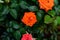 Vibrant overhead view of orange roses growing against dark green leaves