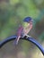 Vibrant Painted Bunting bird perched atop a metal fence