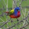 Vibrant Painted Bunting bird a tree branch