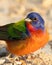 Vibrant painted bunting (Passerina ciris) bird perched on the ground