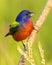 Vibrant painted bunting (Passerina ciris) bird perched on a tree branch