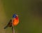 Vibrant painted bunting (Passerina ciris) bird perched on a tree branch