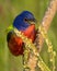 Vibrant painted bunting (Passerina ciris) bird perched on a tree branch