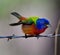 Vibrant Painted Bunting perched atop a barbed wire fence against a blurred green background