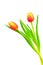 Vibrant pair of bicolor tulips on white background