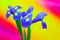 Vibrant pair of blue iris flowers against colorful background