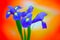 Vibrant pair of blue iris flowers against colorful background