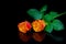 Vibrant pair of caribbean orange roses reflections on dark background