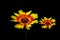 Vibrant pair of gazania flowers against dark background