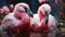 A vibrant pair of macaws perching on a branch, eating generated by AI