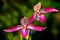 Vibrant pair of pink ladies slipper orchids