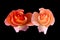 Vibrant pair of touching rose blossoms with rain drops
