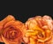 Vibrant pair of touching rose blossoms with rain drops in vintage painting style on black background