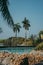 Vibrant palm tree stands tall against a backdrop of rocks and a sparkling pool