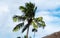 Vibrant palm tree top in the middle of a resort