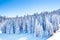 Vibrant panorama of the slopes at ski resort, snow trees, blue sky