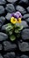 Vibrant Pansy On Black Rocks: A Playful Still Life In Yellow And Violet