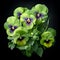 Vibrant Pansy Bouquet On Black Background