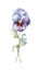 Vibrant Pansy Collection on White Background in Contemporary Watercolor Style .