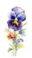 Vibrant Pansy Collection on White Background in Contemporary Watercolor Style .