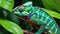 A vibrant panther chameleon blending into the lush tropical foliage in the rainforest