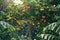 Vibrant papaya tree, lush tropical leaves, symbol of exotic opulence