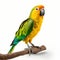 Vibrant Parrot Art: A Fusion Of Petcore And Precisionist Style