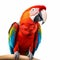 Vibrant Parrot: Hyperrealistic Animal Portrait With Minimal Retouching