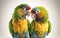 Vibrant Parrot Lovers on White Background for Invitations and Posters.