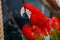 Vibrant parrot perched on a branch near a rope.