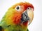 Vibrant parrot white background