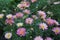 Vibrant patch of brightly colored pink flowers in the green field