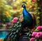 A vibrant peacock. generative ai