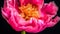 Vibrant peony blossom in bloom, brightening dark studio shot generated by AI