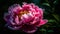Vibrant peony blossom, focus on foreground beauty generated by AI