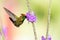 Vibrant photo of a glittering hummingbird drinking nectar from a purple flower