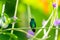 Vibrant photo of a tropical hummingbird in a garden with flowers