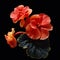Vibrant Photorealistic Hibiscus Flowers In Dutch Tradition Style