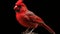 Vibrant Photorealistic Red Cardinal Portrait On Black Background