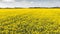 Vibrant, picturesque landscape view of a beautiful canola field in Sweden