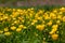 Vibrant, picturesque meadow with goldilocks buttercups.