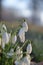 Vibrant, picturesque scene of a field white snowdrop flowers  basking in the golden sunshine