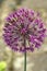 A vibrant pink allium flower