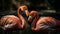 Vibrant pink American flamingos in tranquil Caribbean pond, elegant beauty generated by AI