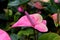 Vibrant Pink Anthurium Flowers