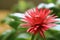 Vibrant Pink Baby Sun Rose Blooming Flower with Crystal Clear Water Droplet on Its Pollen