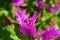 Vibrant pink bracts of a bougainvillea plant