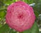 Vibrant pink camelia close up